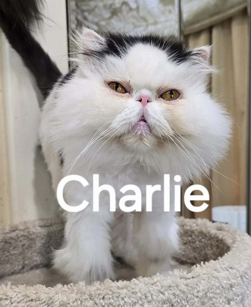 Charlie thumbnail 3