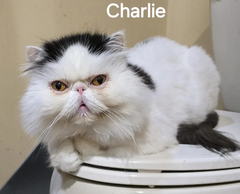 Charlie thumbnail 5