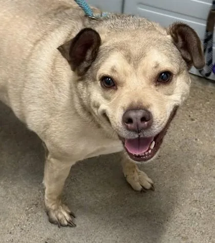 An adult large-sized male Yellow / Tan / Blond / Fawn German Shepherd Dog dog named Moose for adoption in Cleveland, OH