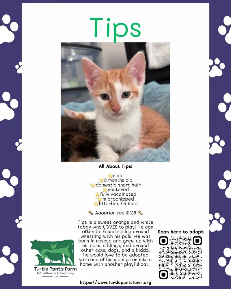 A baby medium-sized male Orange & White Domestic Short Hair cat named Tips for adoption in Pittsboro, NC