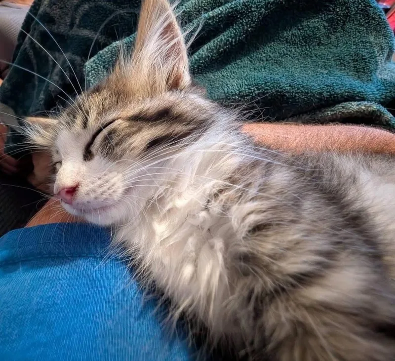 A baby small-sized male Domestic Long Hair cat named Wookie for adoption in Chalfont, PA