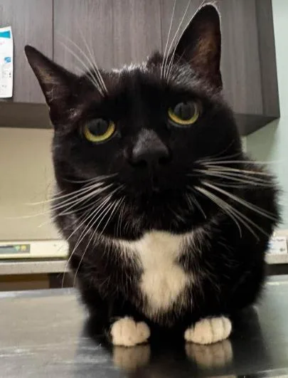 A senior large-sized female Black & White / Tuxedo Domestic Short Hair cat named Shadow Girl for adoption in Annapolis, MD