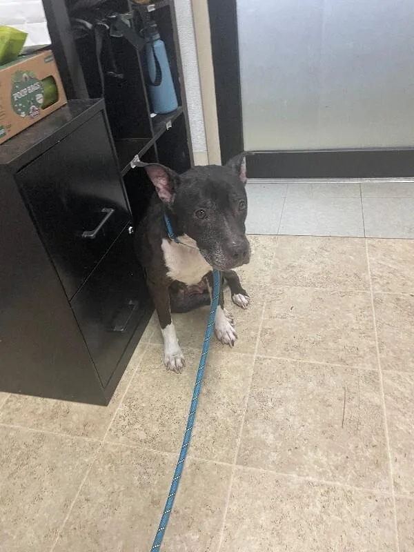 A senior medium-sized female Black Mixed Breed dog named Pearl for adoption in Cincinnati, OH