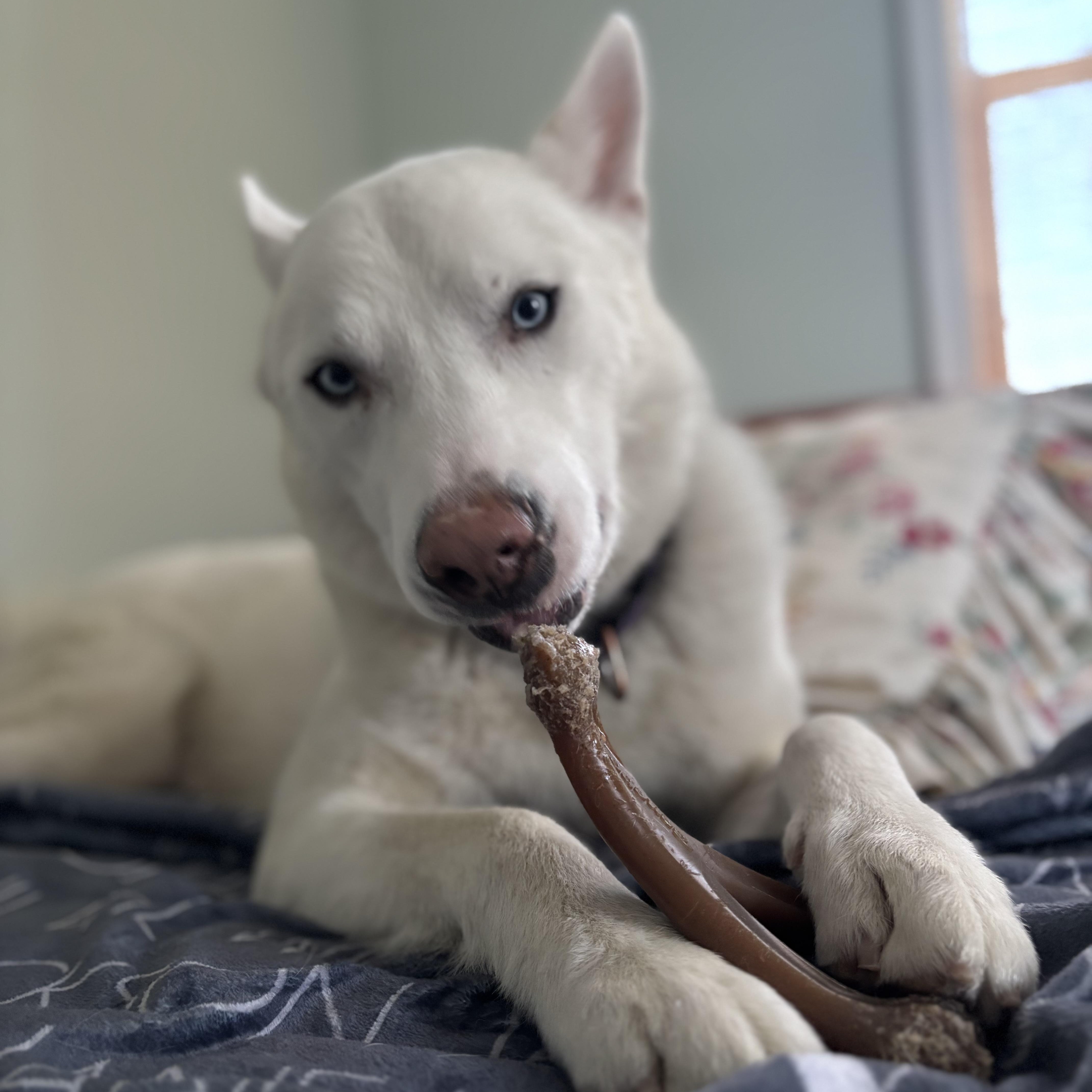 A young large-sized male White / Cream Siberian Husky dog named Ollie for adoption in New York, NY