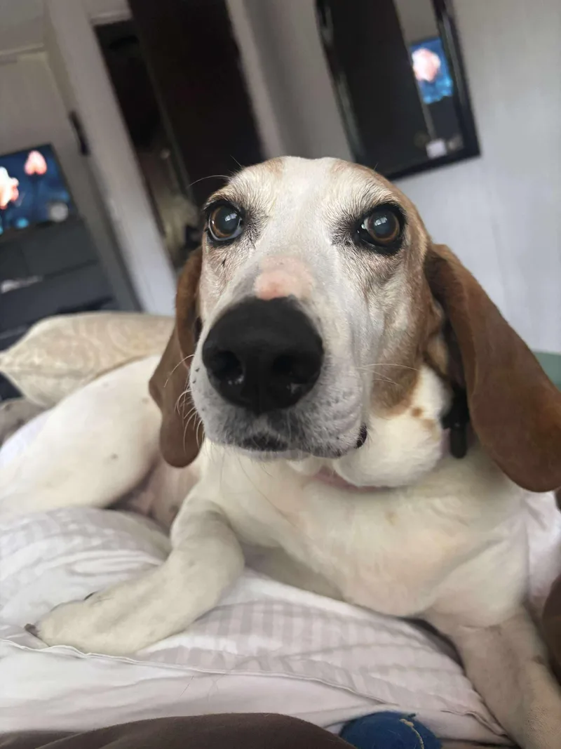 Dixie Chick thumbnail 2