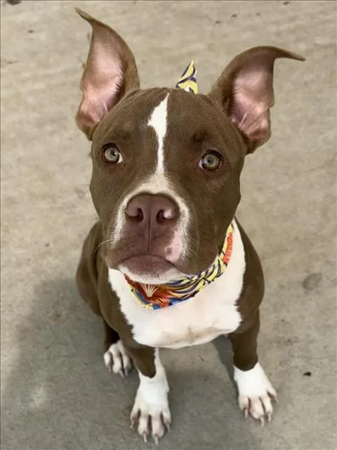 A young medium-sized male Pit Bull Terrier dog named Bentley for adoption in Tulsa, OK