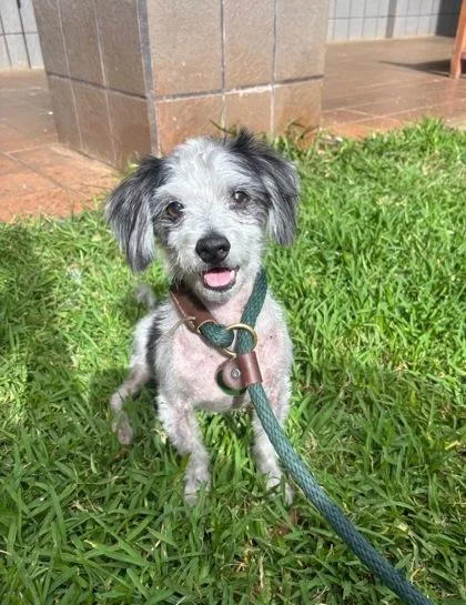 A senior small-sized male Chihuahua dog named Oreo for adoption in Honolulu, HI