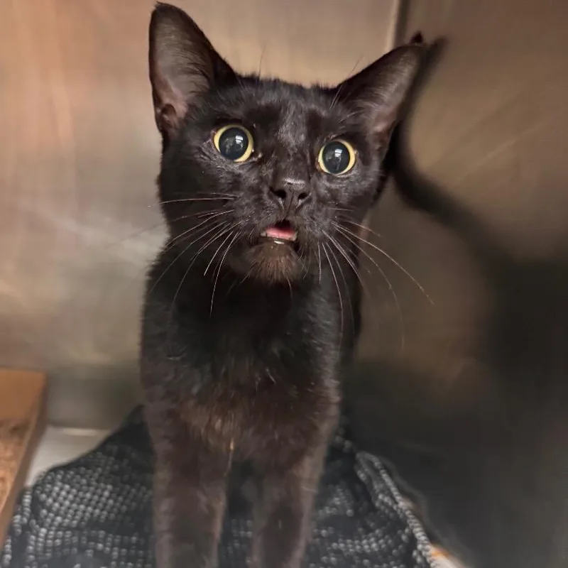 An adult medium-sized female Domestic Short Hair cat named Furgie for adoption in Birdsboro, PA