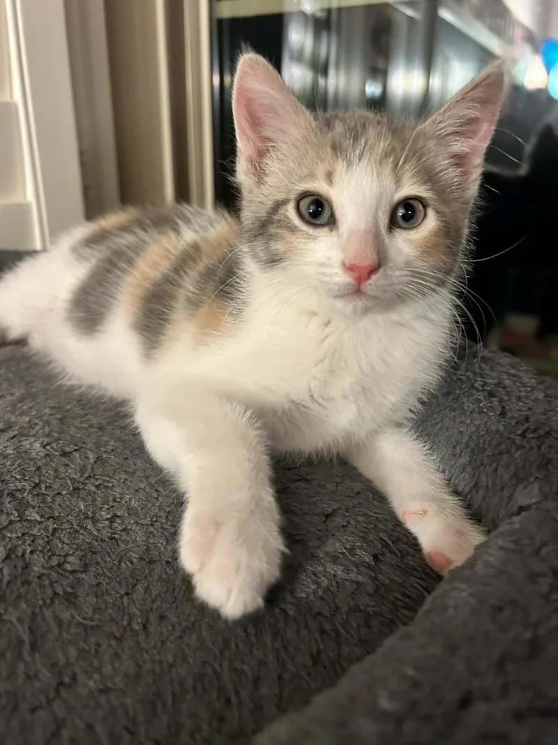 A baby small-sized female Domestic Short Hair cat named Heidi for adoption in queen creek, AZ