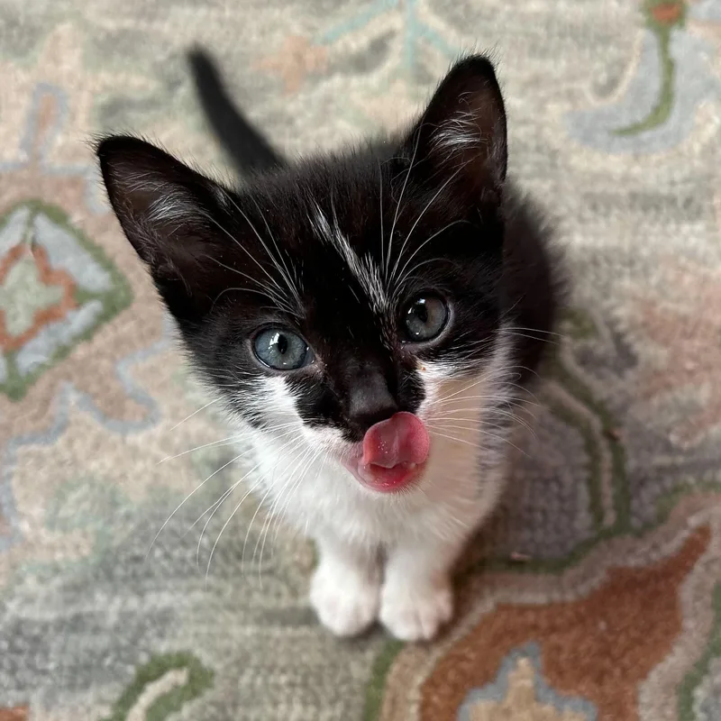 A baby medium-sized female Black & White / Tuxedo American Shorthair cat named Cookie for adoption in Santa Monica, CA