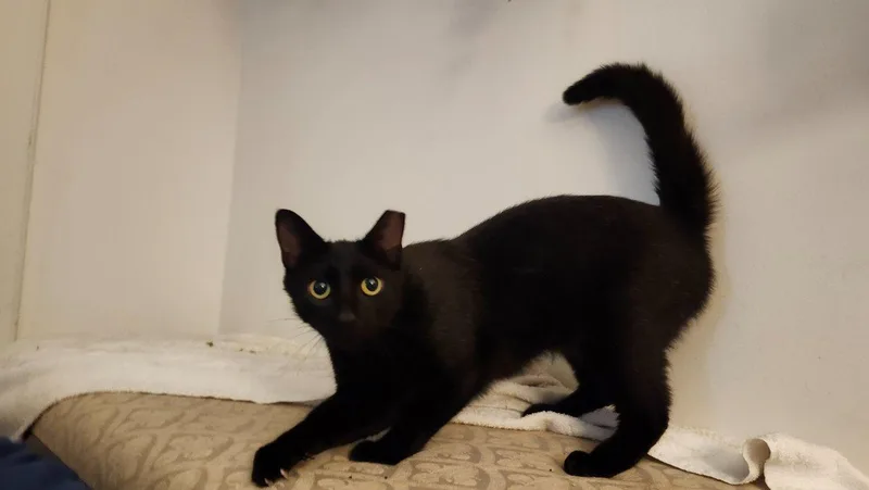 A young medium-sized female Black Domestic Short Hair cat named Daphne for adoption in Raleigh, NC