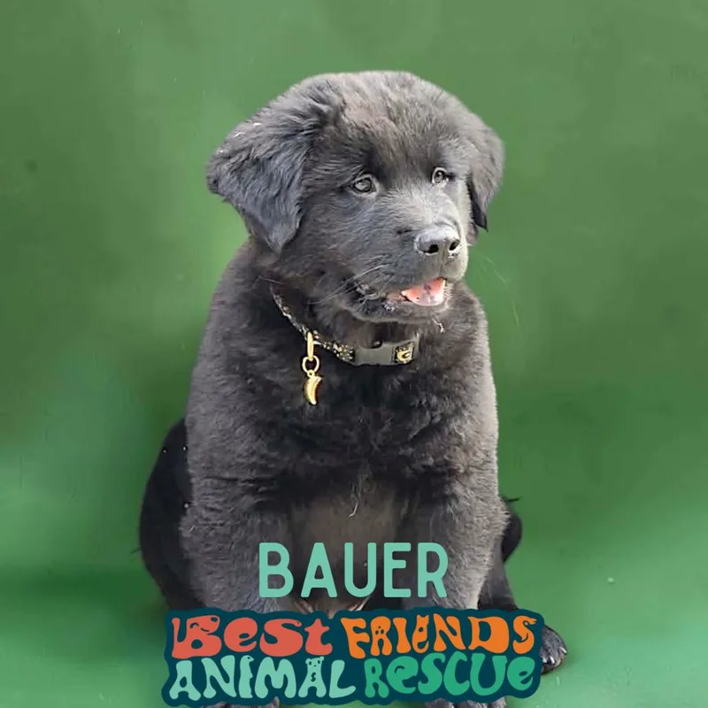 Bauer