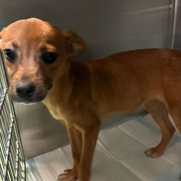 A baby small-sized female Brown / Chocolate Mixed Breed dog named Clara for adoption in Gadsden, AL