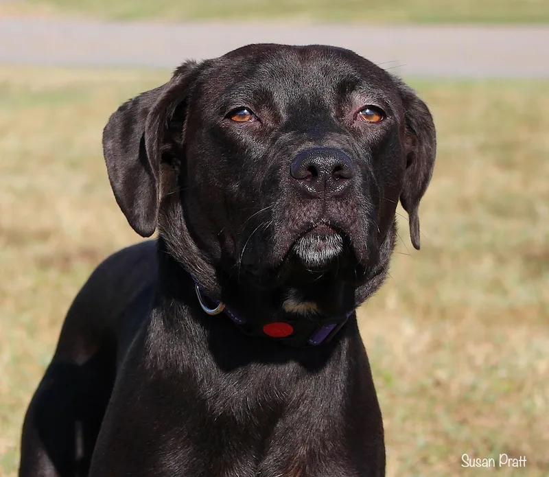 A young medium-sized male Black Pit Bull Terrier dog named Shadow for adoption in Bedford, VA