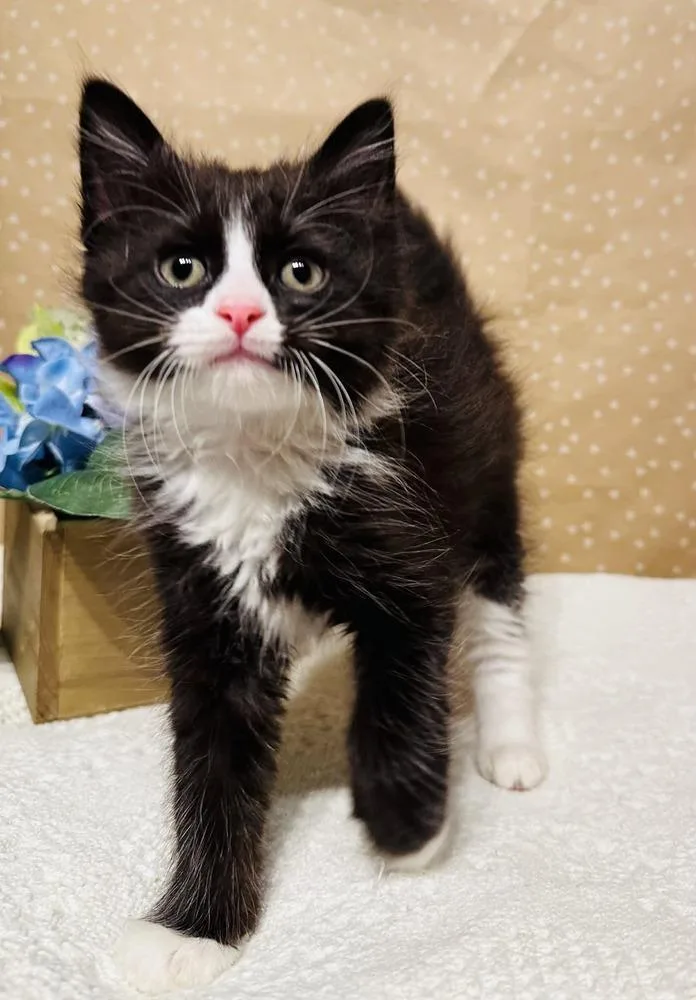 A baby small-sized male Domestic Long Hair cat named Doodle for adoption in Groveland, MA