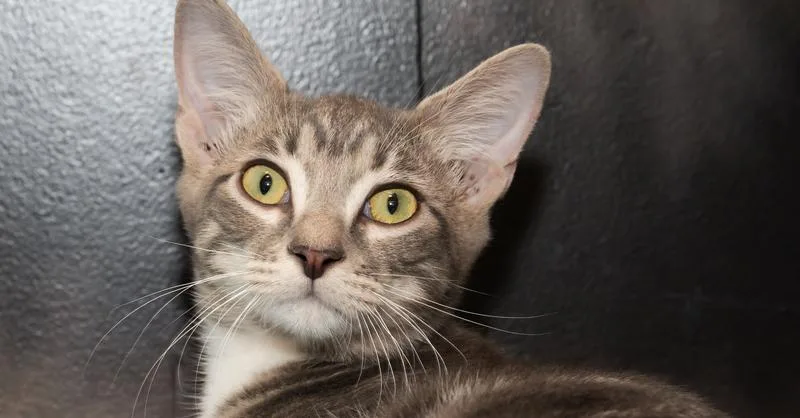 Doodlebug thumbnail 2