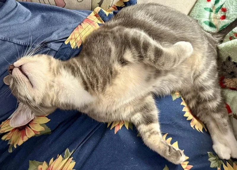 Doodlebug thumbnail 3