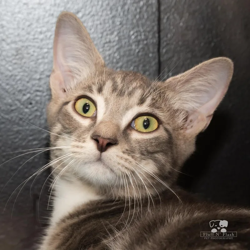 Doodlebug thumbnail 4