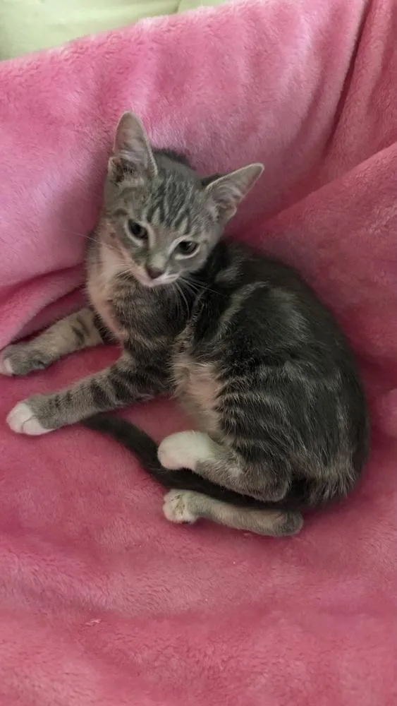 Doodlebug thumbnail 5