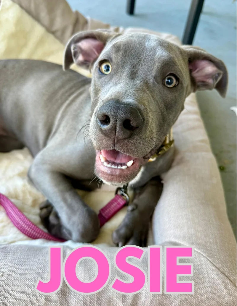 Josie thumbnail 2
