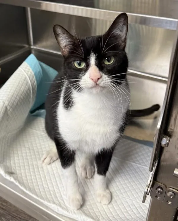 A young small-sized female Domestic Short Hair cat named Moon for adoption in Victorville, CA
