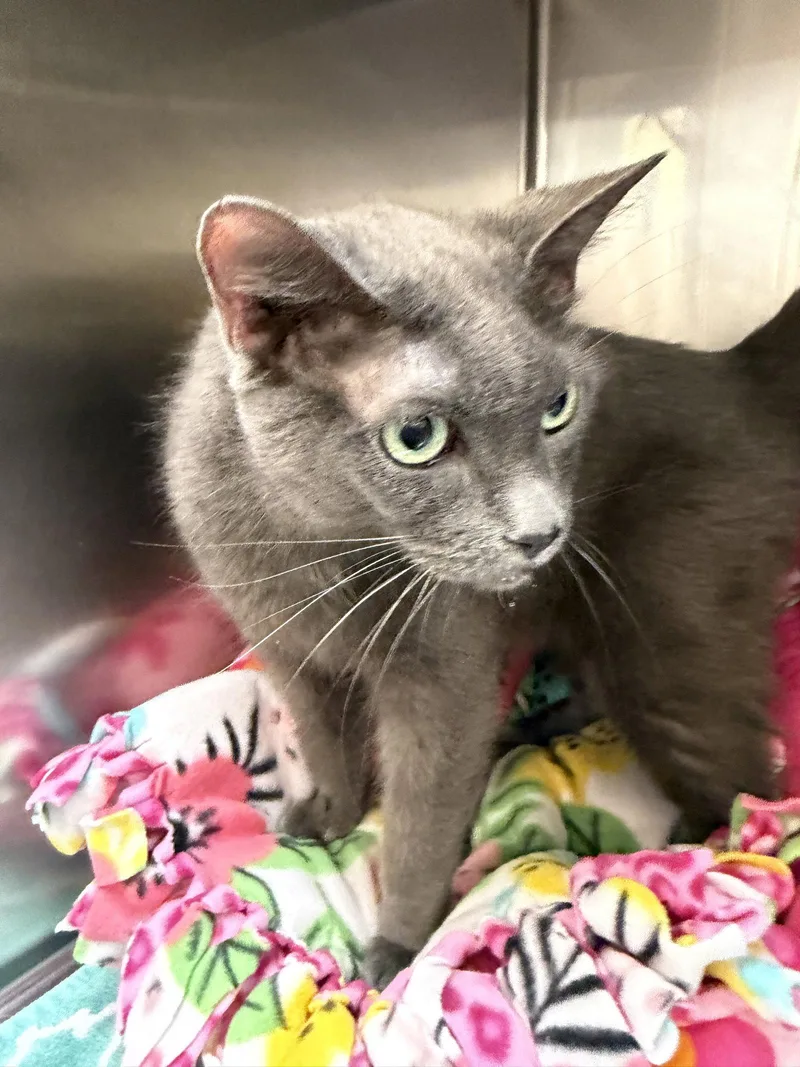 A senior medium-sized female Gray / Blue / Silver Domestic Short Hair cat named Lotus for adoption in Wheaton, IL