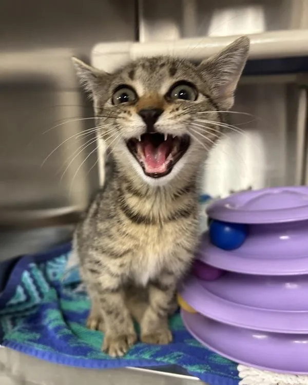 A baby small-sized female Domestic Short Hair cat named Radford Highlander for adoption in Richmond, VA
