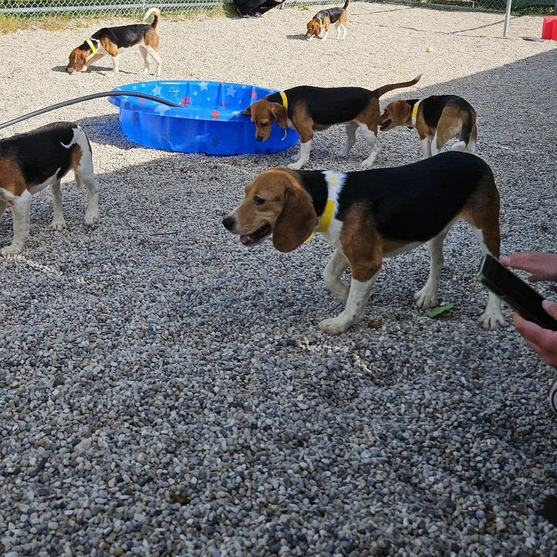 An adult small-sized female Black Beagle dog named Dee for adoption in Waukesha, WI