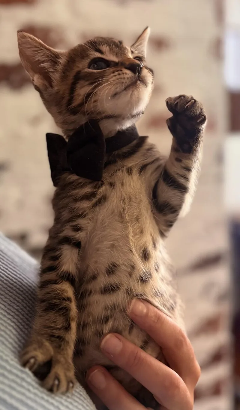 A baby medium-sized male Tabby (Brown / Chocolate) Tabby cat named Rocco for adoption in Kannapolis, NC