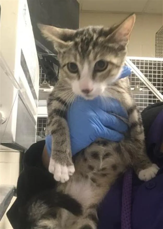A baby small-sized female Domestic Short Hair cat named Smuggie for adoption in Conroe, TX