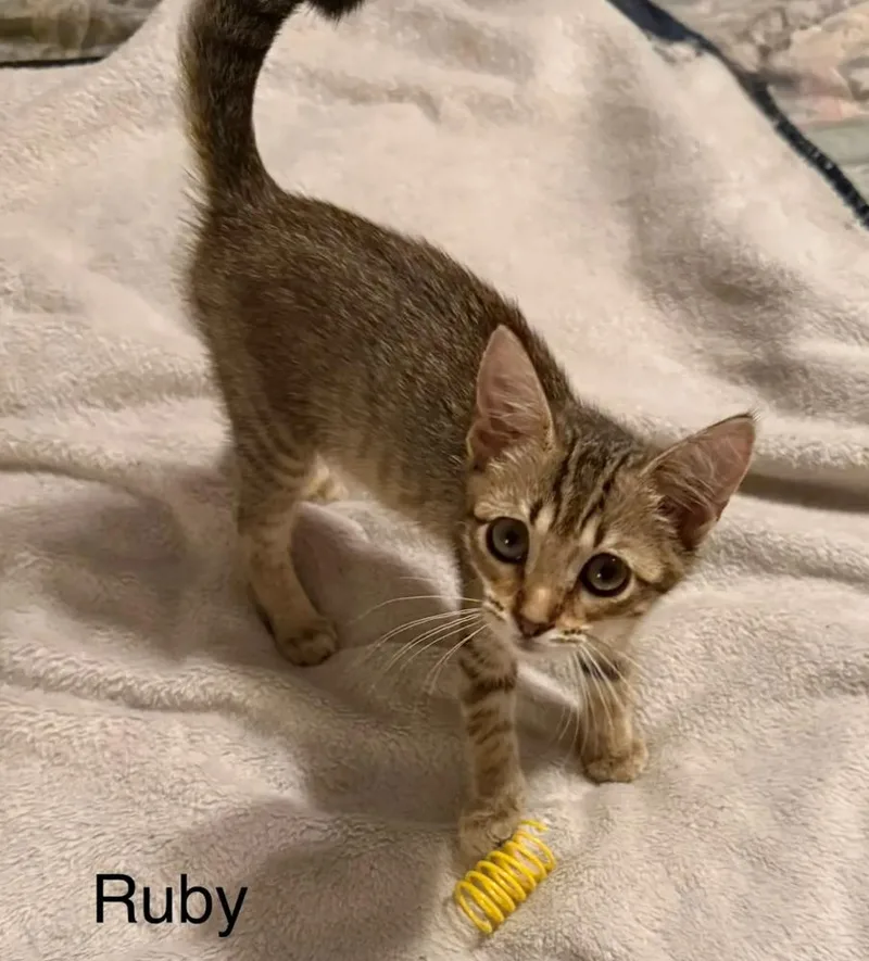 A baby small-sized female Buff & White Domestic Short Hair cat named Ruby for adoption in Safety Harbor, FL