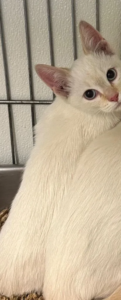 A baby medium-sized female Domestic Short Hair cat named Koa for adoption in Rock Springs, WY