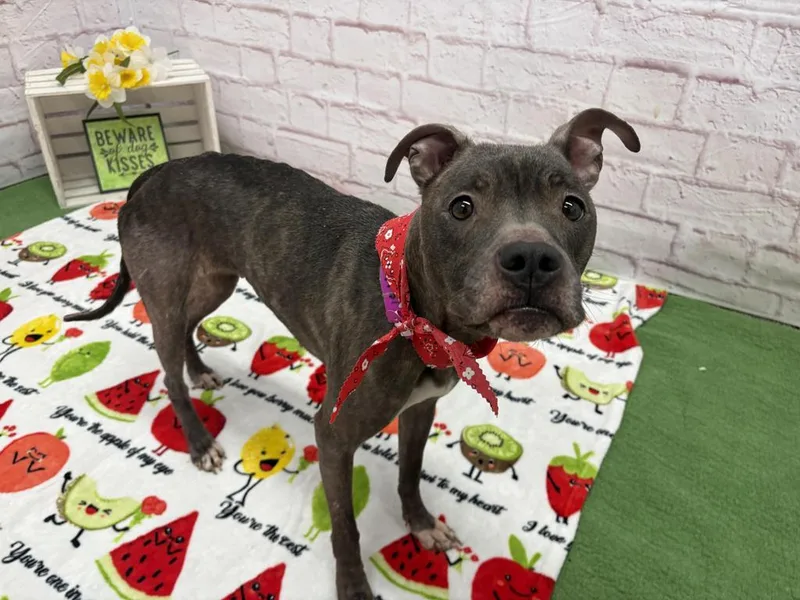 A young medium-sized female Mixed Breed dog named Amelia for adoption in Detroit, MI