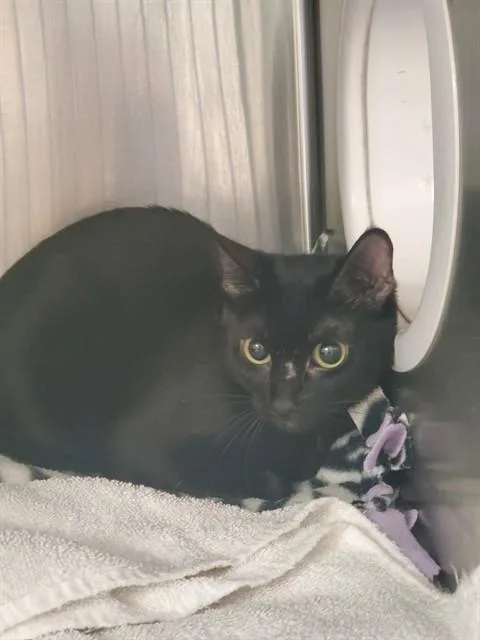 Mia