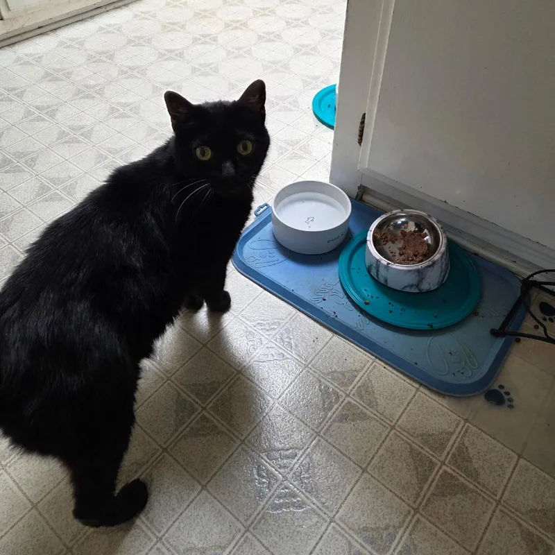 A senior medium-sized male Black Domestic Short Hair cat named DeVito for adoption in Ramona, CA