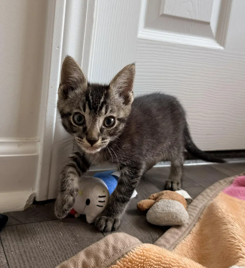 A baby medium-sized male Tabby (Gray / Blue / Silver) Domestic Short Hair cat named Connor for adoption in Aberdeen, NC
