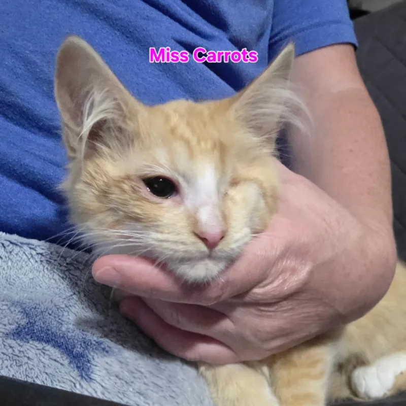A baby small-sized female Orange / Red Domestic Medium Hair cat named Miss Carrots for adoption in Othello, WA