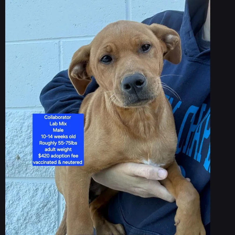 A baby large-sized male Labrador Retriever dog named Collaborator for adoption in Oviedo, FL