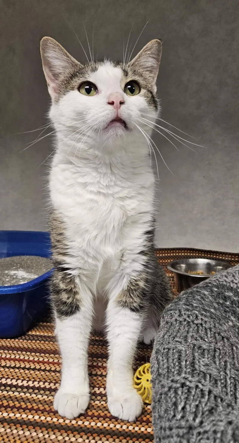 An adult medium-sized female Tabby (Gray / Blue / Silver) Domestic Short Hair cat named Alligator "ali" for adoption in Wapakoneta, OH