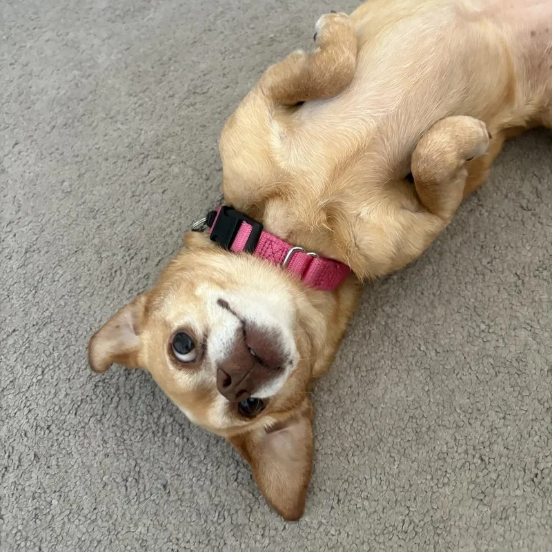 An adult small-sized female Yellow / Tan / Blond / Fawn Chihuahua dog named Mabel for adoption in Nashville, TN