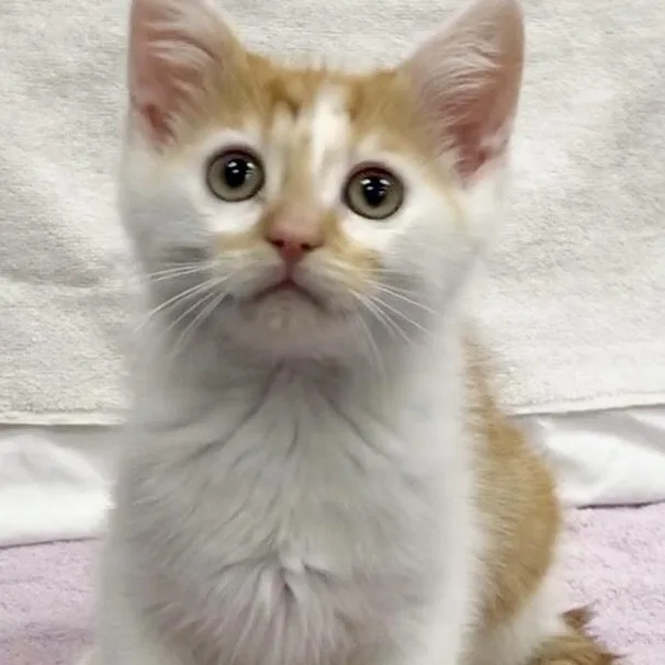 Poseidon thumbnail 2