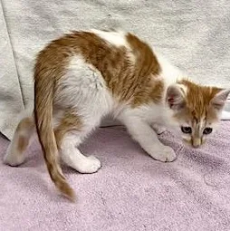 Poseidon thumbnail 4