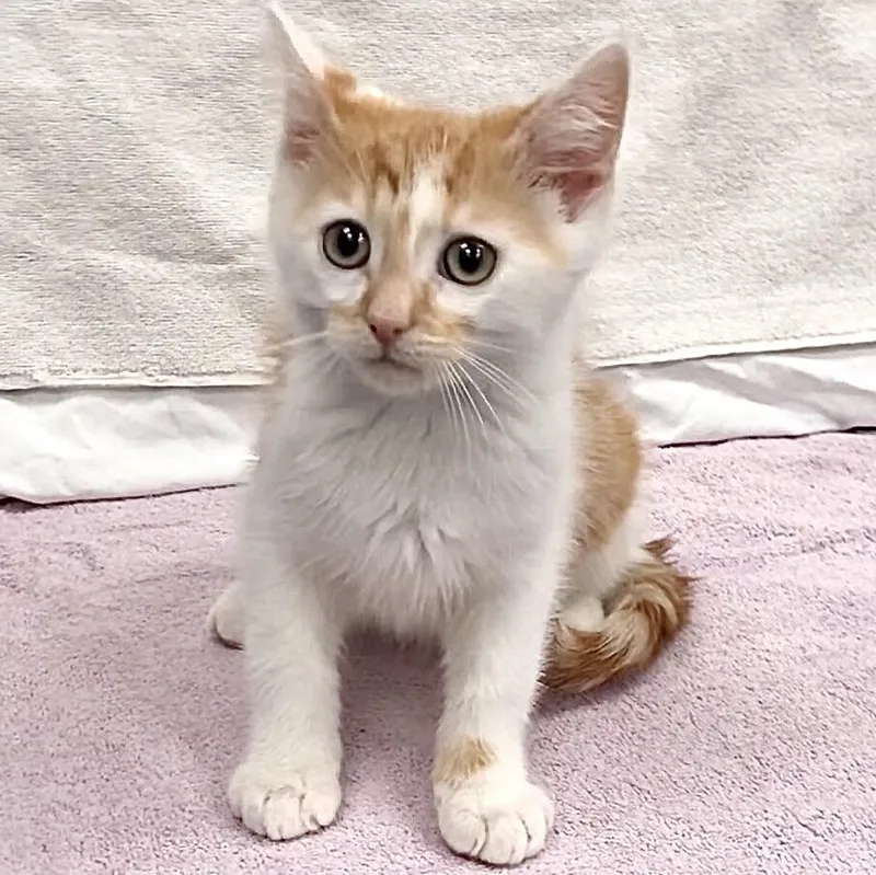 Poseidon thumbnail 5