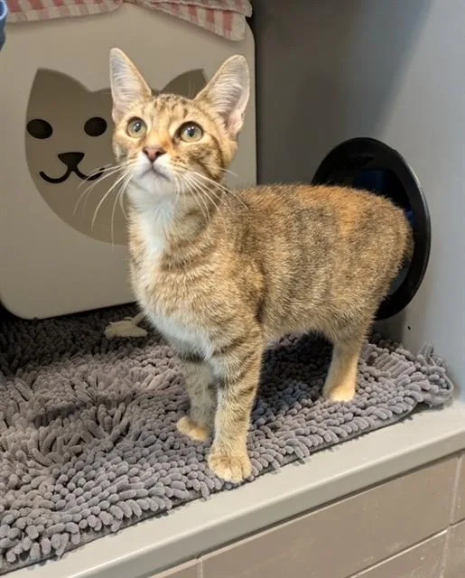 A young small-sized female Domestic Short Hair cat named Little Debbie for adoption in Leesburg, VA