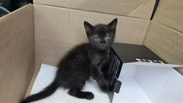 A baby small-sized male Domestic Short Hair cat named Harrison for adoption in Charlotte, NC
