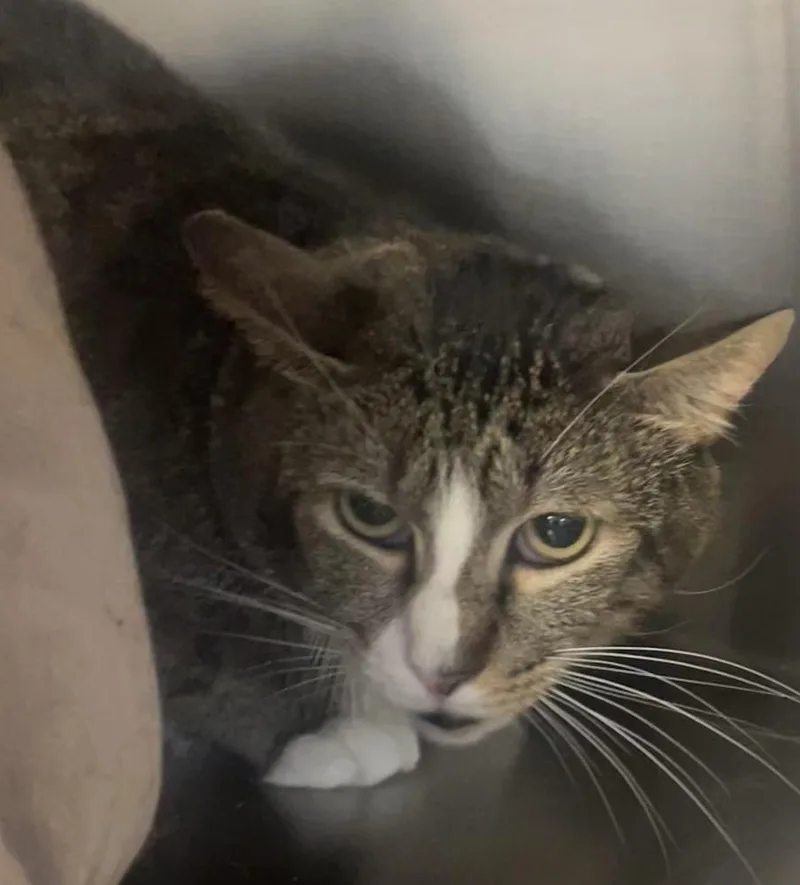 Bright Eyes thumbnail 4