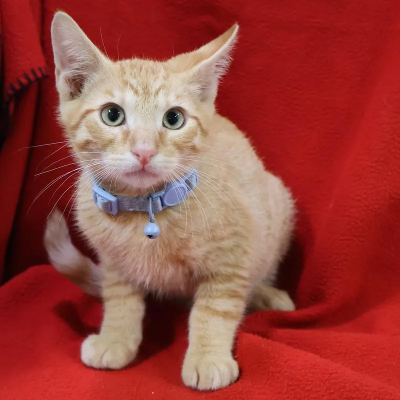 A baby small-sized male Orange / Red Domestic Short Hair cat named Blue for adoption in Saint Charles, MO
