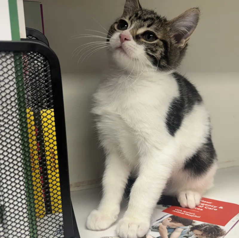A baby medium-sized female Domestic Short Hair cat named Floatie for adoption in Oswego, IL