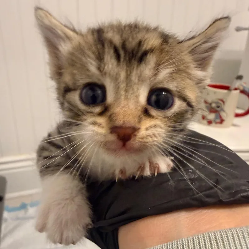 A baby small-sized female Calico Domestic Short Hair cat named Pesto In Stevensville for adoption in Alexandria, VA