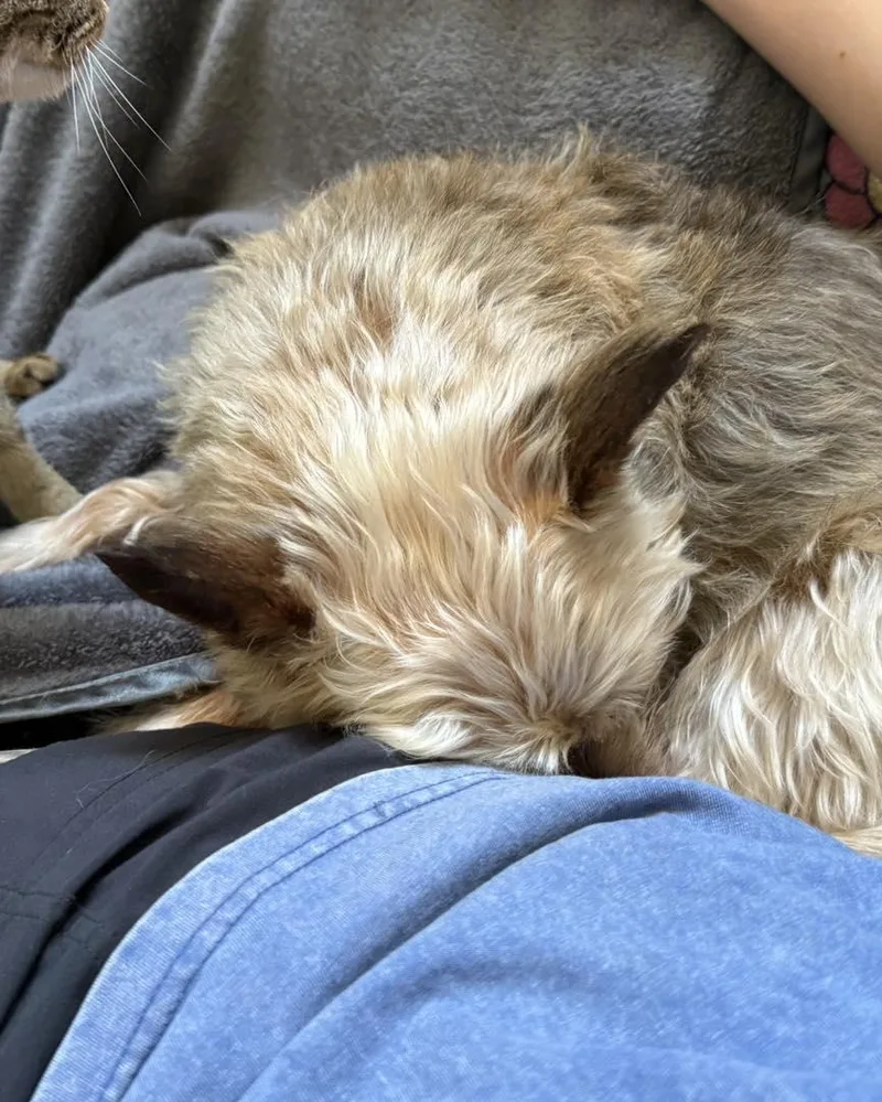 An adult small-sized male Brown / Chocolate Yorkshire Terrier dog named Jasper for adoption in Pittsboro, NC